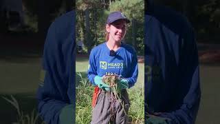 Health Benefits of Dandelion and Chickweed [upl. by Maples]