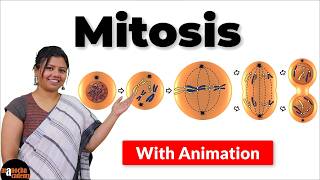 Mitosis Cell Division [upl. by Slaohcin696]