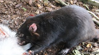 Tasmanian Devil Feedingtime  Zoo Copenhagen [upl. by Ragland]