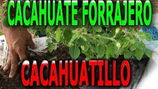 Como reproducir la planta Mani forrajero cacahuatillo Arachis pintoi [upl. by Marcie]