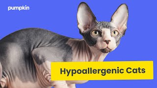 10 Amazing Hypoallergenic Cat Breeds [upl. by Hamlet542]