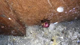 NEW ADDITION  False Widow Spider Steatoda grossa [upl. by Munafo]