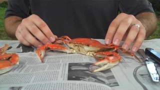 How To Properly Pick A Crab  Whats Up Annapolis Magazine [upl. by Selle]