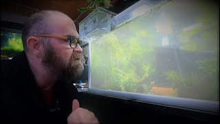 Clearing Cloudy Aquarium Water A Comprehensive Guide for Shrimp Keepers 🦐 [upl. by Atnek]