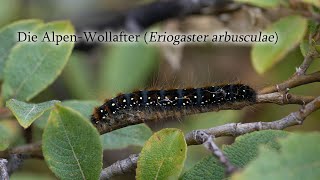 Die AlpenWollafter Eriogaster arbusculae [upl. by Aley]