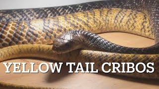 YELLOW TAILED CRIBOS and how to keep them [upl. by Goren]