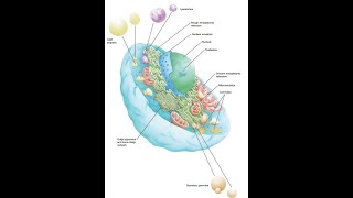 5 General HistologyNucleusfor dental students [upl. by Jacobine]