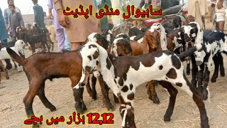 Sahiwal Mandi Update 1212 hazar mein bacche sale  BAHAWAL SHER Bakra TV sahiwalmandi animals [upl. by Ysdnil]