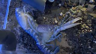 Incredible Lobster Moulting Caught on Camera [upl. by Assillim]