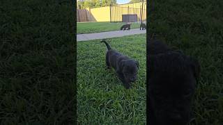 4 Week Old Presa Canario Puppies for Sale on SoCalPresacom [upl. by Perla]