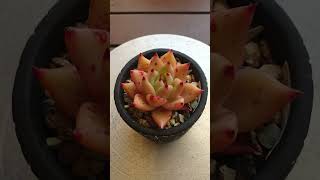 蜜语东云 Echeveria agavoides “Honey Whisperquot [upl. by Yekcim393]