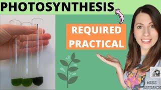 Alevel Biology PHOTOSYNTHESIS REQUIRED PRACTICAL  AQA required practical 8 aim method conclusion [upl. by Inva]