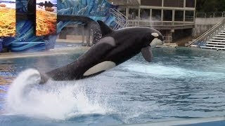 One Ocean Full Show  SeaWorld San Diego  March 25 2014 [upl. by Macilroy]