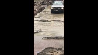 Dozens of crocs seen on morning commute [upl. by Ulphiah]