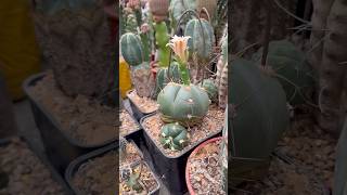 Gymnocalycium horstii [upl. by Shutz]