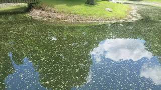 Pond Duckweed Removal  Simple easy and mostly hands off [upl. by Eshelman]