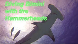 Bimini Diving 2018 with Hammerhead Sharks [upl. by Clausen]