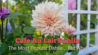 Cafe Au Lait Dahlia 2024 Review And Why Its Popular [upl. by Acirtal204]