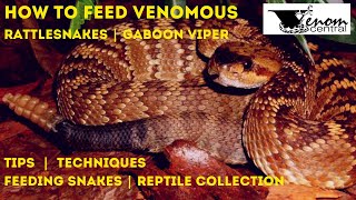 Howto Feed Venomous Snakes  Feeding Rattlesnake Collection [upl. by Aleafar]