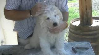 3Tutorial Pulizia e toeletta del cane da pastore maremmano abruzzese [upl. by Lielos927]