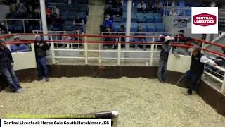 Central Livestock Horse Sale  South Hutchinson KS [upl. by Thirion]