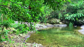 Sounds of Nature Water Sounds and Forest Birds Chirping White Noise for Sleeping Relaxing ASMR [upl. by Oimetra979]