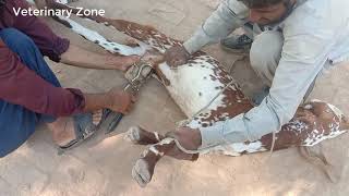 How to Castrate the Buck Goats in Village  Goats Castration [upl. by Shanly]