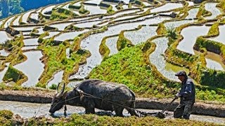 《味道云南》第7集 山水风物——大山深处和水中的食物 [upl. by Stephan856]