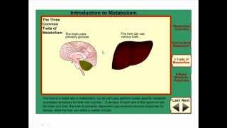 Metabolism and metabolic pathways [upl. by Inman486]