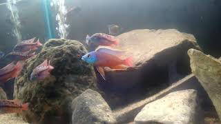 DOMINANT SUPER RED EMPRESS  HAP  AFRICAN CICHLID [upl. by Abil41]