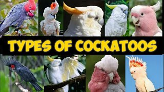 Types of Cockatoo parrot  top 10 Cockatoo parrots  Cockatoo parrot family [upl. by Virgin]