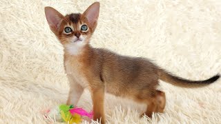 Funny Abyssinian cat playing with puzzles [upl. by Tepper402]