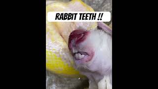 Rabbit teeth and claws can’t extremely injure your snake if fed live I olny feed them frozen thawed [upl. by Irita]