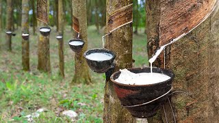 How Natural Rubber Latex is Extracted From Millions of Hevea Trees [upl. by Duwad]