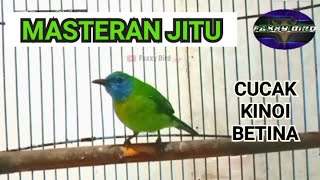 CUCAK KINOI BETINA SUARA KUMPLIT UNTUK MASTERAN faxxybird [upl. by Akerehs]