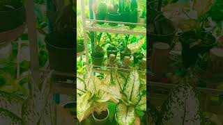 मैं तो गोल मटोल  shorts video  tendeg 🌺🌿🕉️🔱🎈 [upl. by Ennayehc]