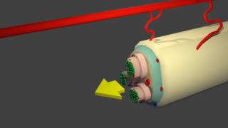 Sliding interphase zones in a peripheral nerve [upl. by Iilek958]