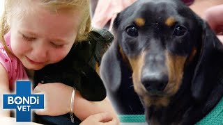 Sausage Dog Wakes Up Paralysed 😱  Bondi Vet [upl. by Enyawed]