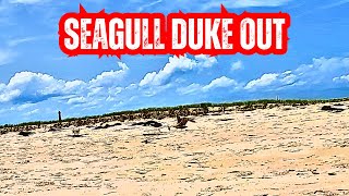 Seagull duke out [upl. by Vivyanne464]