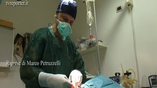 SOS VETERINARIO CHIRURGIA IN DIRETTA L ERNIA INGUINALE PARTE 2 [upl. by Geraint695]