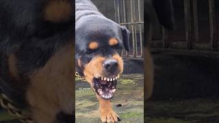 dog barking loudly angrypuppy cuteanimal angrydog cutepuppy pets angrypets rottweilerpuppy [upl. by Rodina]