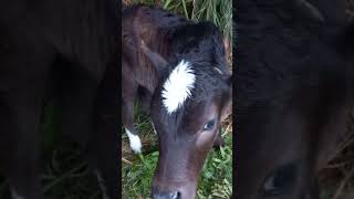 Baby cow🐮 animallove cow shortsvideo [upl. by Misty180]