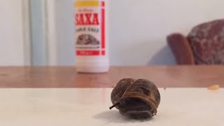 Snail and Salt Experiment Timelapse [upl. by Atikcir663]