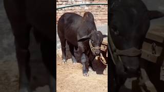 Mama oi dekho akta goru 😍cute shorts viralshort cow animal goat [upl. by Indira812]