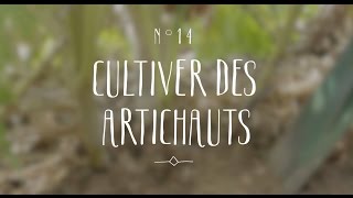 Cultiver des artichauts [upl. by Hubbard]