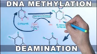 DNA Methylation [upl. by Leval]