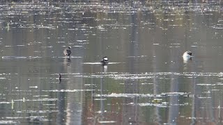 Hooded Mergansers at Mud Lake [upl. by Reisfield]