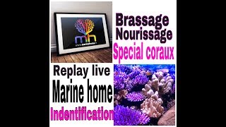 live Marine home special coraux nourrissage brassage identification et placement dans votre bac [upl. by Hamehseer]