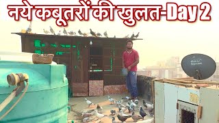 Mere Naye kabutar ki khulat Part 2  My Loft  newbirds nayekabutar myloft [upl. by Korenblat]