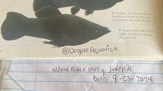 How to breed High Quality Black Molly  Poecilia Sphenops [upl. by Glanville]